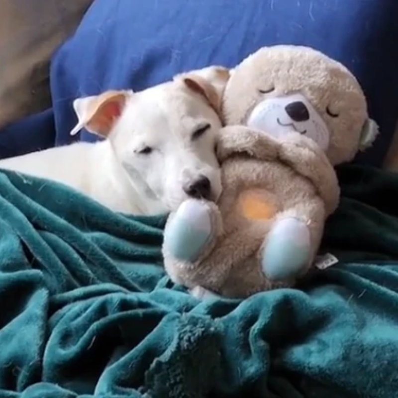 Calming Otter Plush